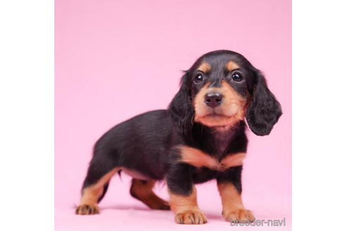 成約済の東京都のミニチュアダックスフンド(ロングヘアード)-194452の3枚目